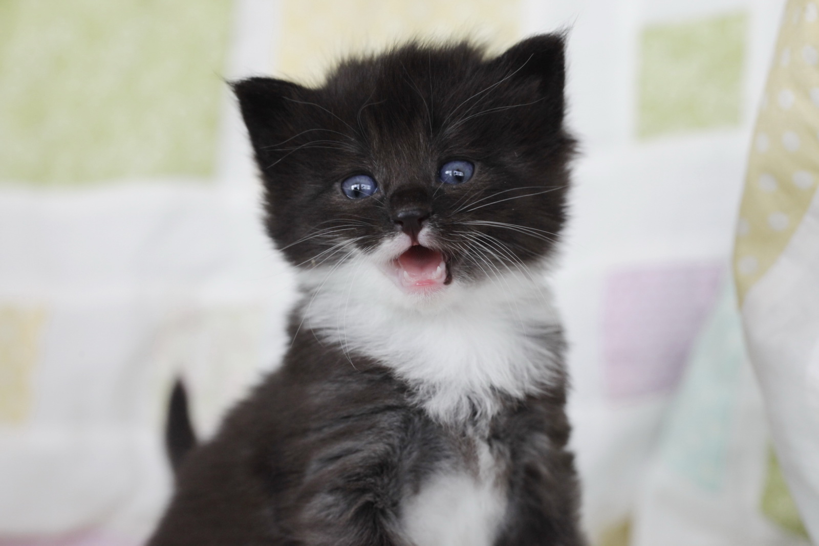 Look kitten, I know you're shocked this isn't a picture of Olivia in tantrum mode but I had no time for photography in the heat of the moment. Just keep looking adorable. Photo credit: Pieter & Renee Lanser.