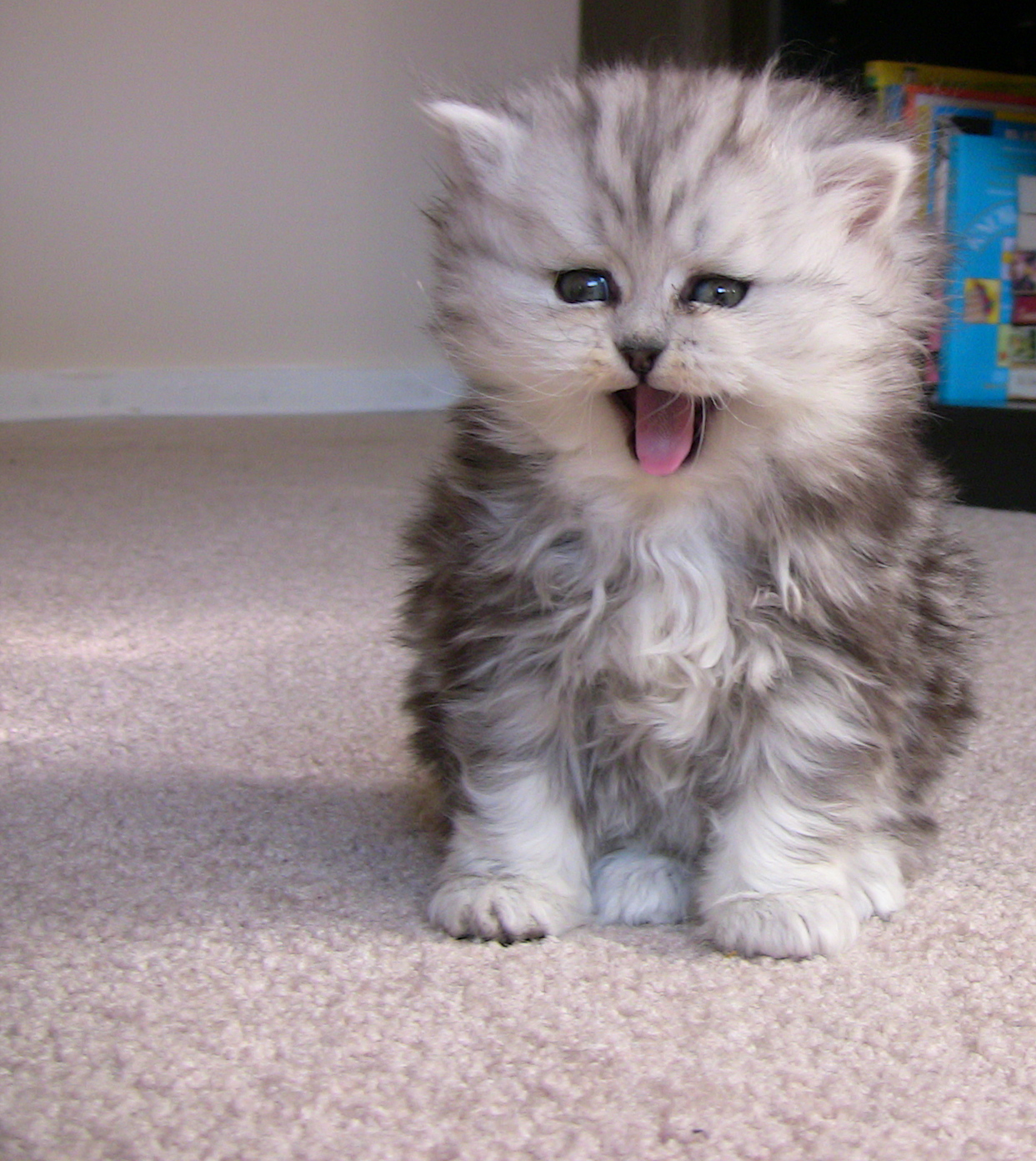 Trust me kitty, I was so frustrated I could have coughed up a hairball too. Photo credit: Belal Khan .