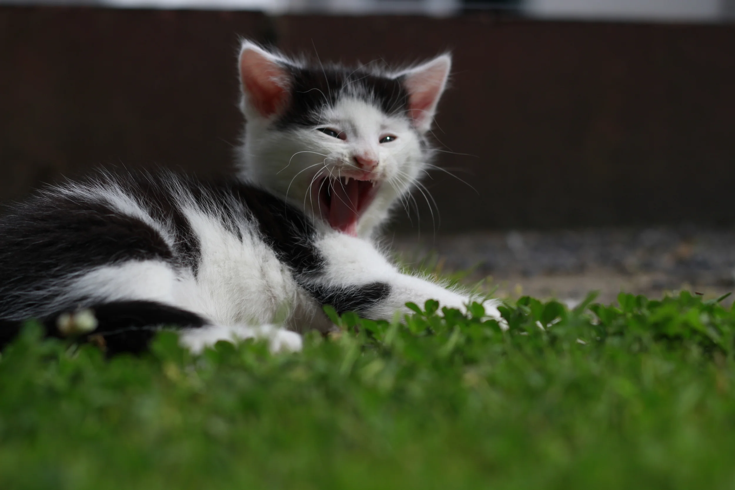 I get it, I'm long winded. It's almost over, kitty. Photo credit: GwendolineQuinlan .