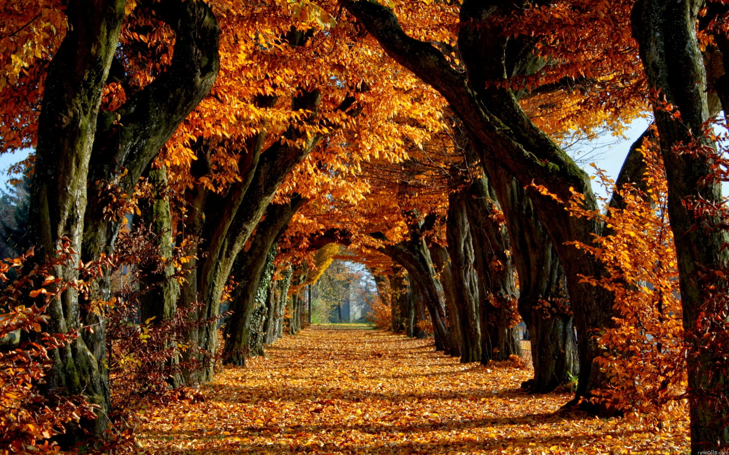 New-Fall-Autumn-Trees-Leaves-Nature-Wallpaper.jpg