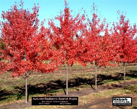 580_Autumn_Radiance_Mape_3to4in_04_1010_8x11_w.jpg