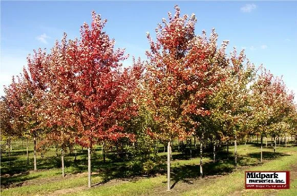 580_Autumn_Blaze_Maple_5in_06_1006_web.jpg