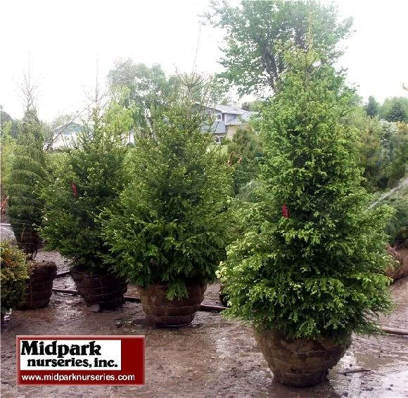 580_Norway_Spruce_s-s_10ft_w.jpg