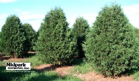 Techney Arborvitae 8-9' height