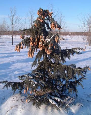 Moerheim Blue Spruce 7 ft height
