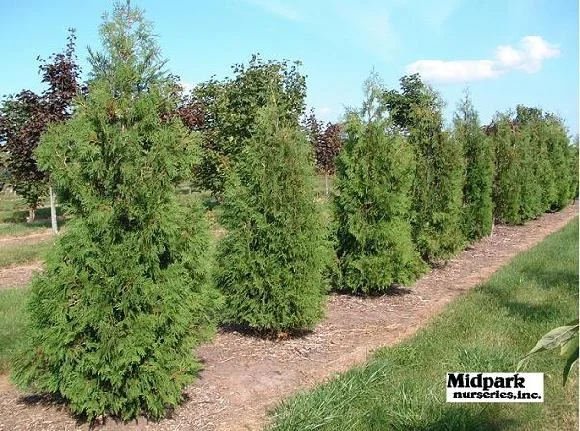 American Arborvitae 6-7' & 7-8' height