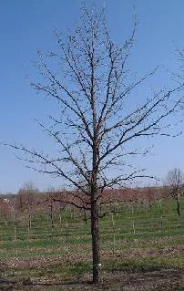 Quercus macrocarpa