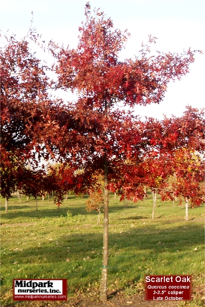 400_Quercus_coccinea_3in_07_1103_4x6_w.jpg