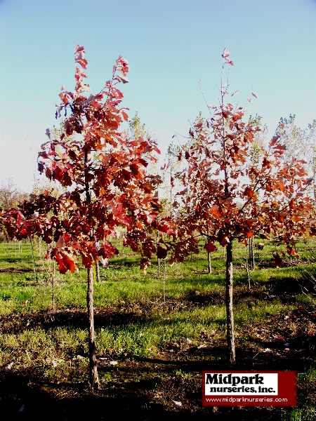 450_Quercus_bicolor_2to3in_06_1014_web.jpg