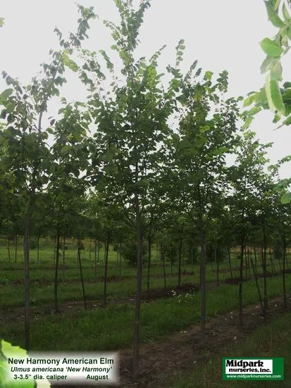 413_New_Harmony_Elm_3to4in_09_0827_w.jpg