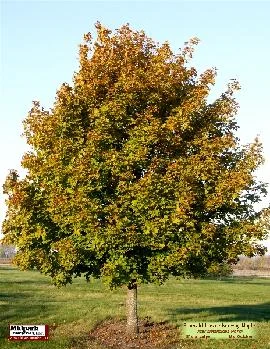 Acer platanoides cv ...Emerald Lustre Norway Maple ...8" dia cal ...October