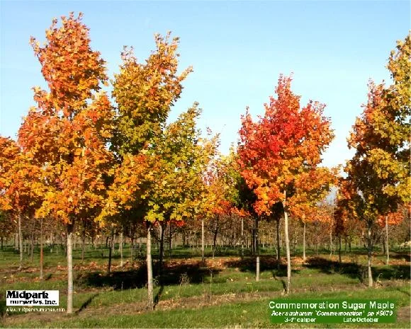 Commemoration Sugar Maple 3-3.5" & 3.5-4" dia cal ...Late October
