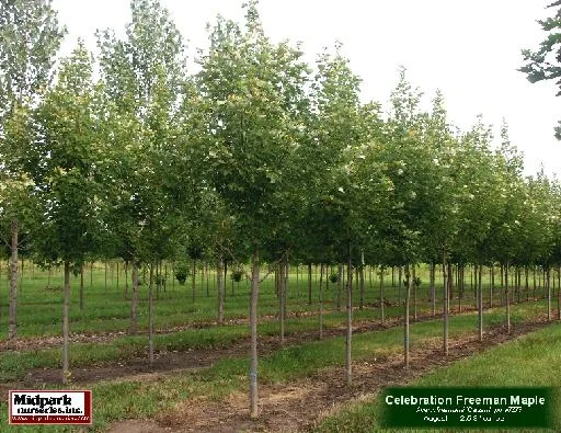 Celebration Freeman Maple 2.5-3" dia cal ...August