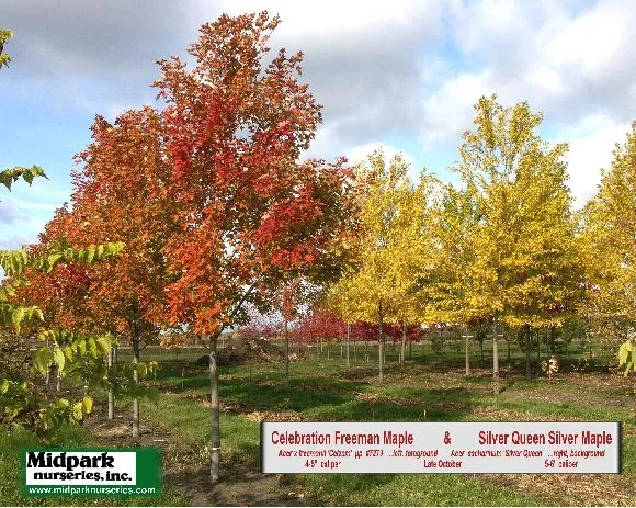 Celebration Freeman Maple 4-5" dia caliper (left, foreground) & Silver Queen Silver Maple 5-6" dia caliper (right, background) ...Late October