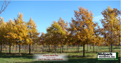 Quercus_bicolor_5to6to7in_13_1103.png