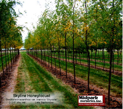 Skyline_Honeylocust_2in_02_0921.png