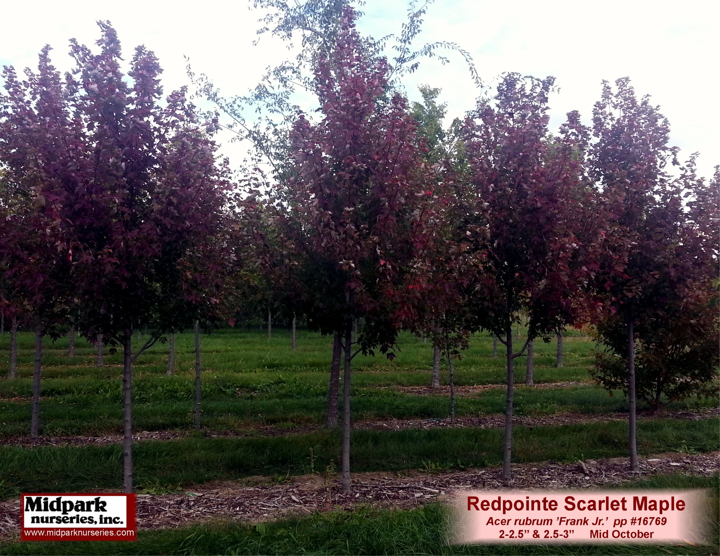 RedpointeMaple_2to3in_13_1019_8x11.jpg
