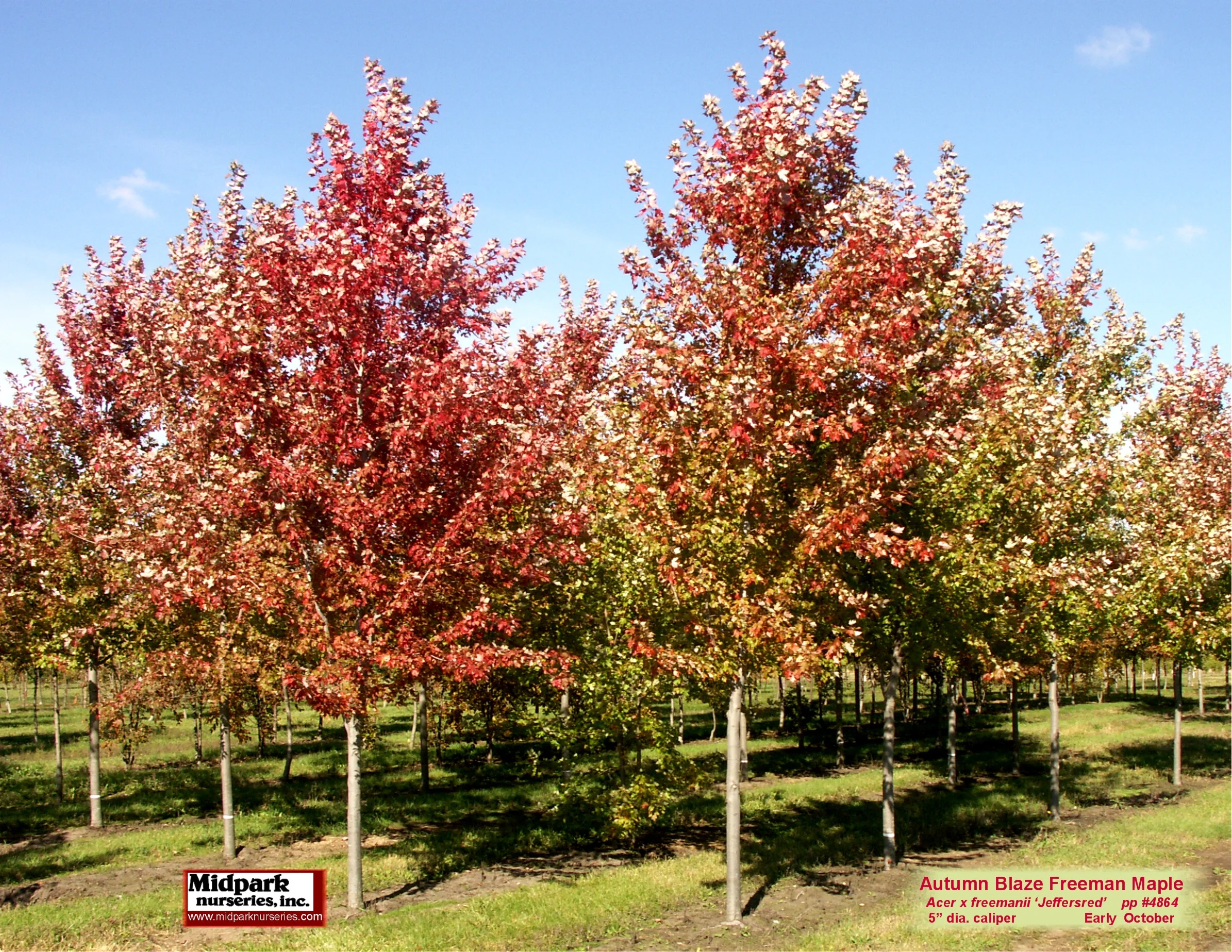 Autumn Blaze Maple