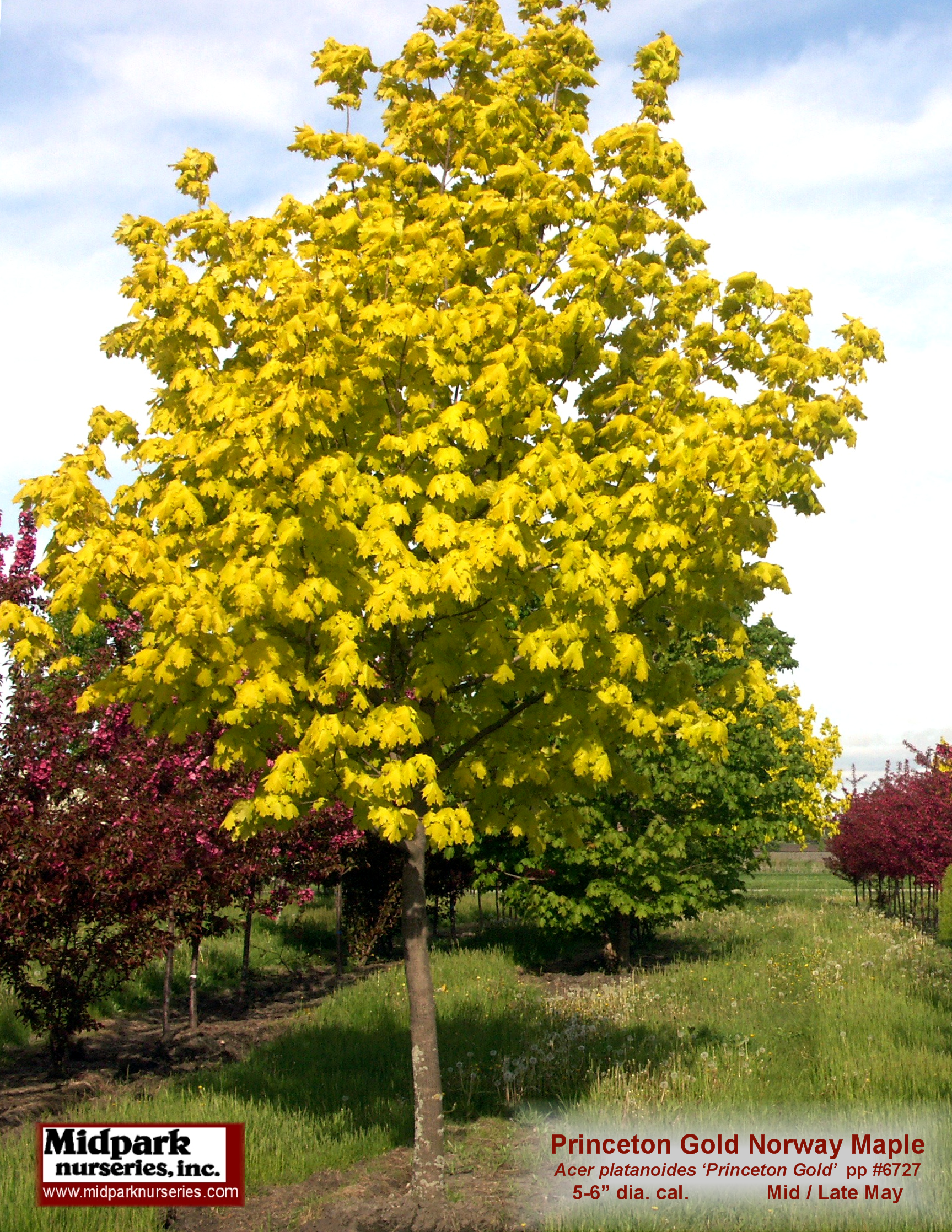 Princeton Gold Maple