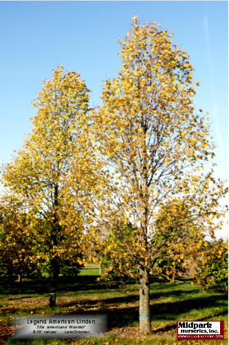 LegendLinden_8to10in_05_1029_4x6.jpg