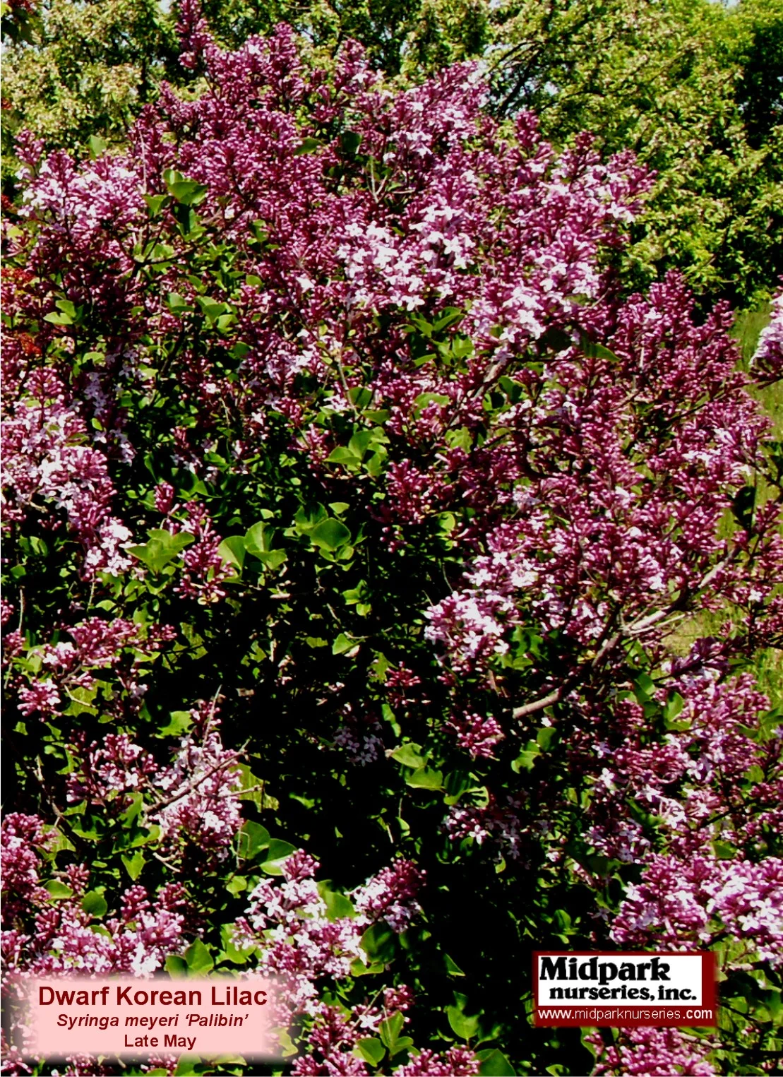 DwarfKoreanLilac_08_0601_close_8x11.jpg