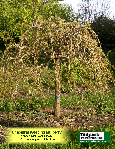 Weeping_Mulberry_4in_08_0523_8x11.png