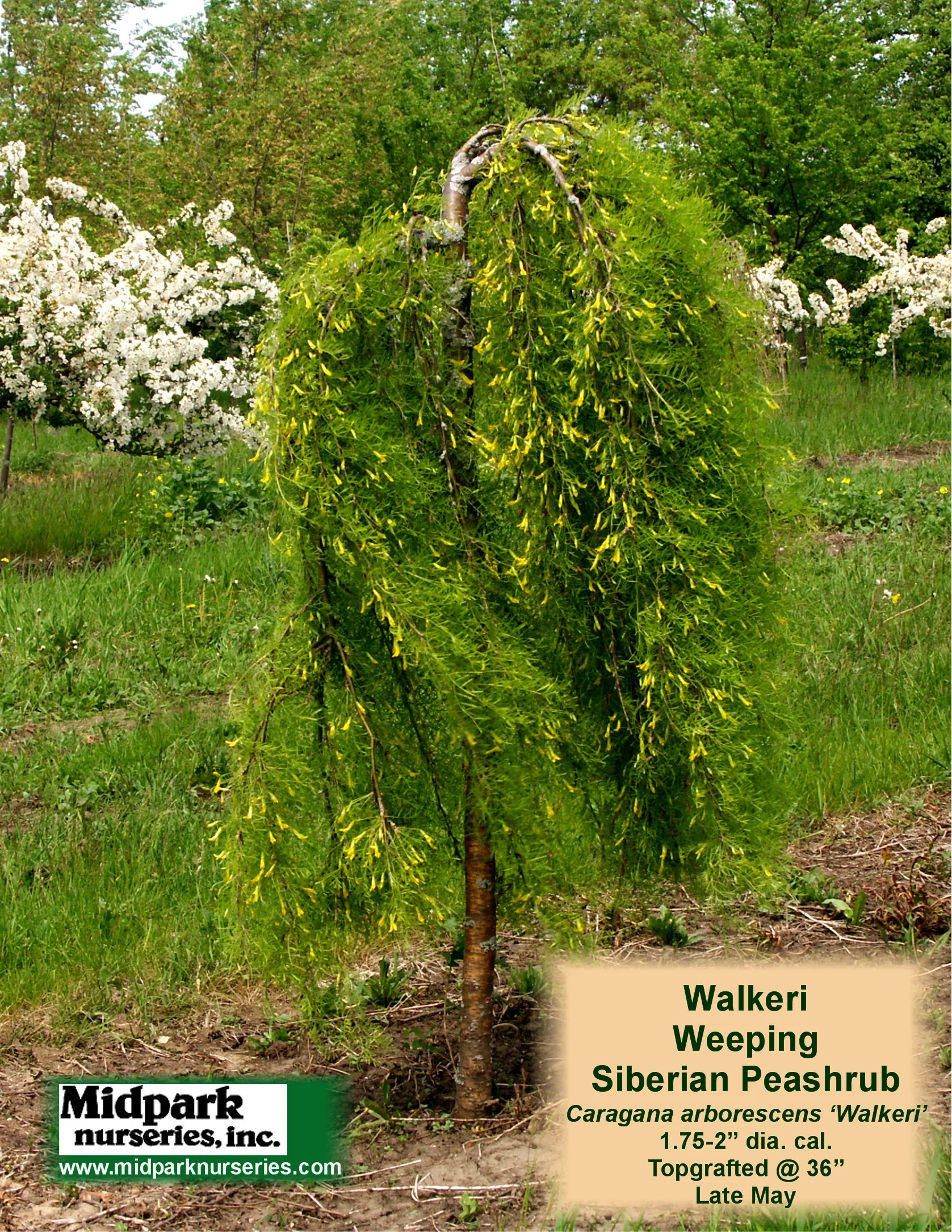 Weeping_Mulberry_4in_08_0523_8x11.jpg