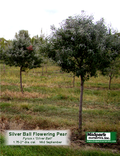 Silver_Ball_Pear_2in_12_0923_8x11.png