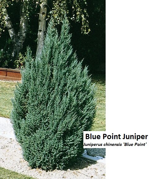 Blue Point Juniper.jpg