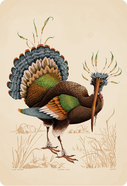 Colorful bird with elaborate feathered crest, standing on grass.