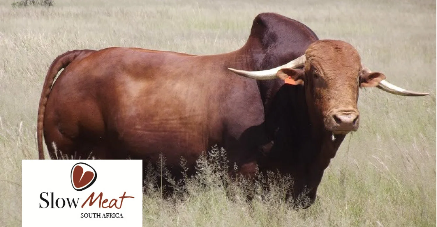 Eat-a-Cow : A Slow Meat Initiative