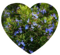 Rosemary