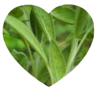 Sage