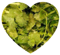 Coriander