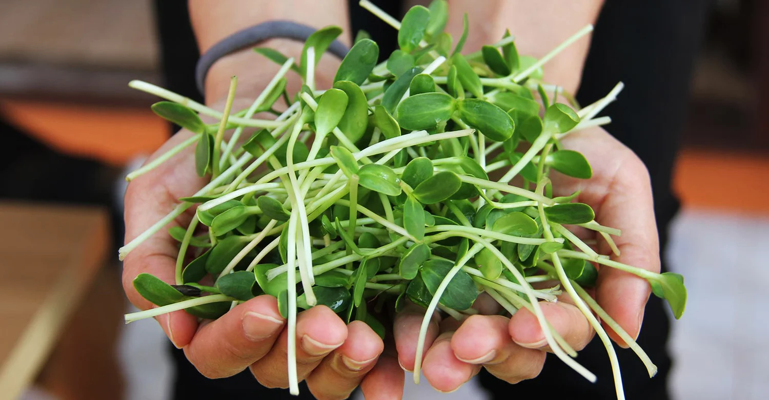 microgreens-dressing.jpg