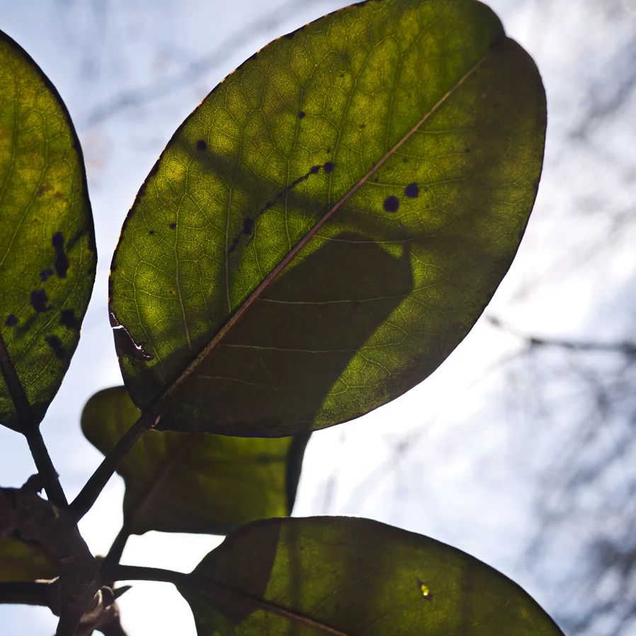 Illuminated Magnolia