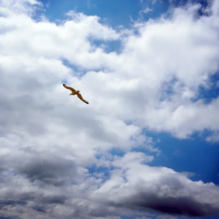 Gull 2