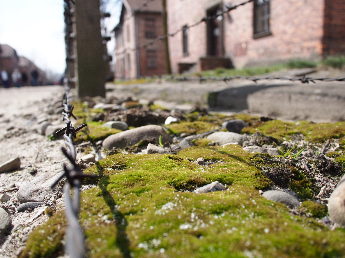 Moss grows between the layers of electric fence. The trees we walked by and touched were present when Jewish prisoners were in the camp. To see things that are a live and thriving is such a contrast to the atmosphere of this somber and horrible place.