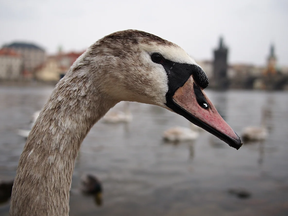 At the base of the Charle's bridge we were able to stand by the river's edge and hang out with a gaggle of swans. They were friendly though this one appears a bit incredulous. 