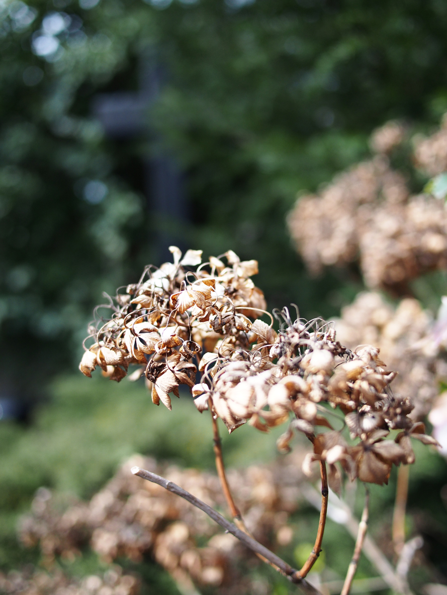 In Kreuzberg we walked through a beautifully unkempt cemetery.