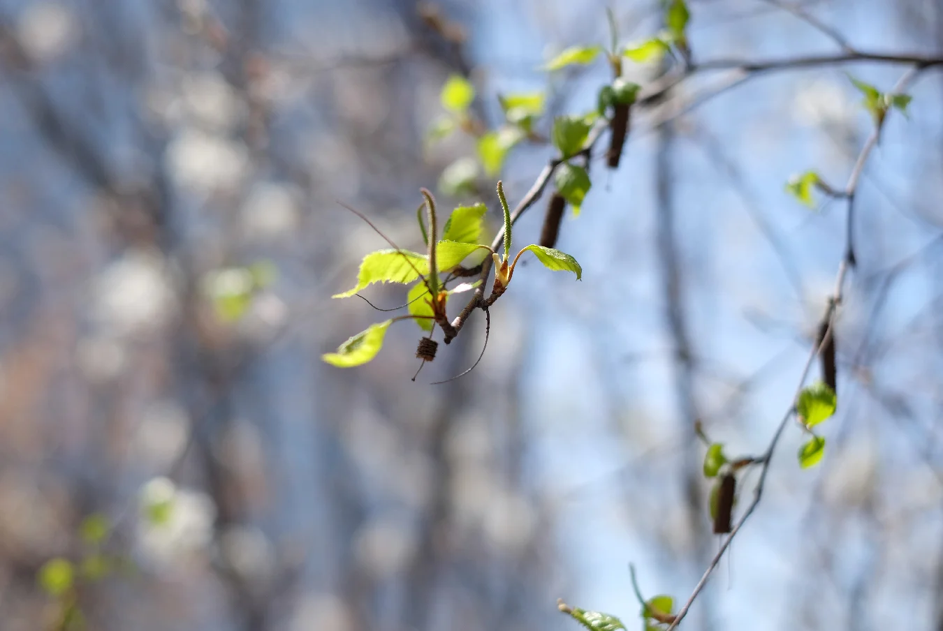 The beautiful weather revealed many living things.