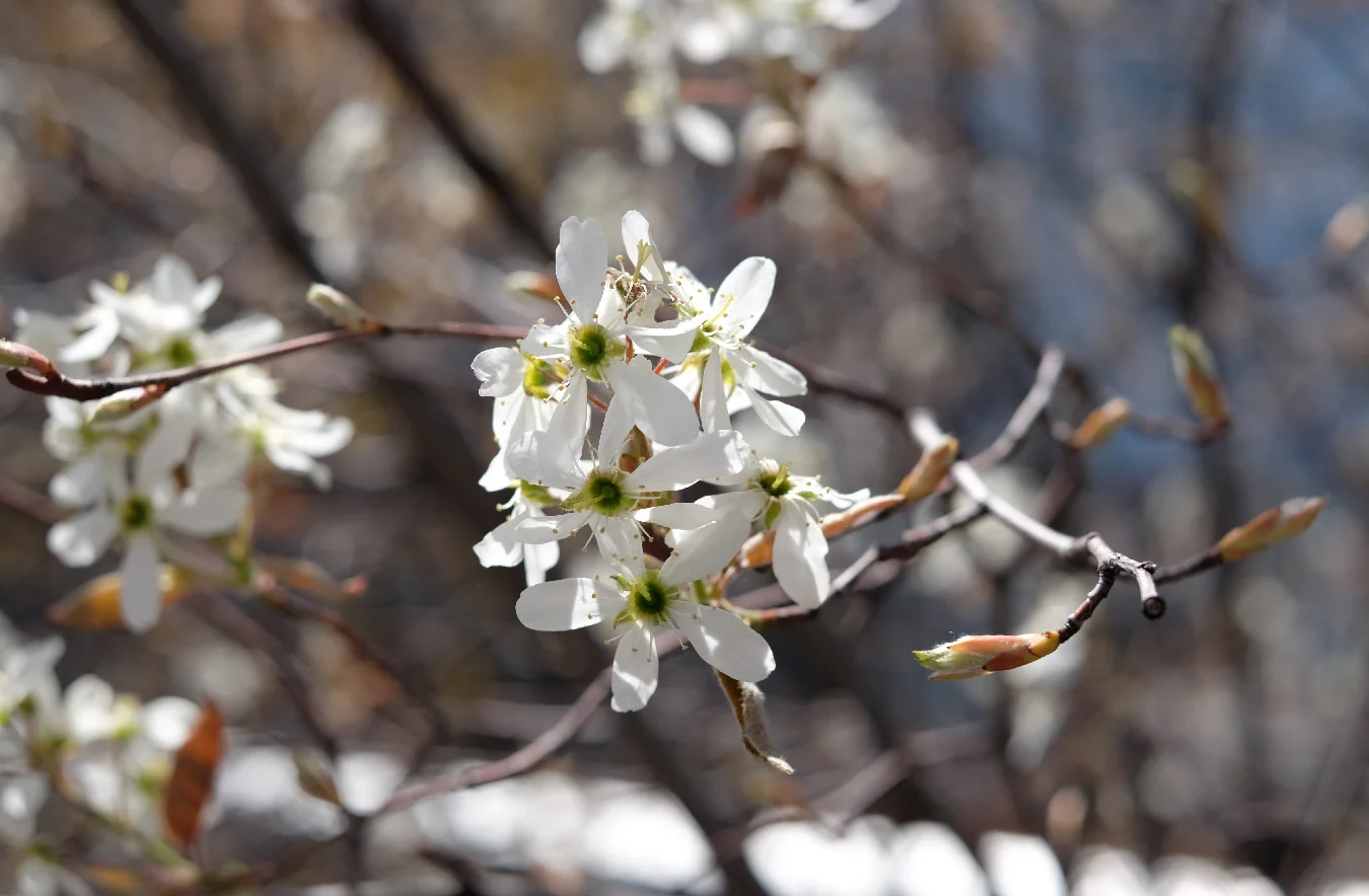 Buds along High Line Park.