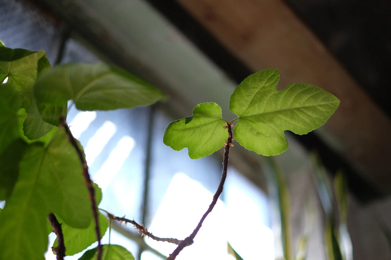 Studio plants.
