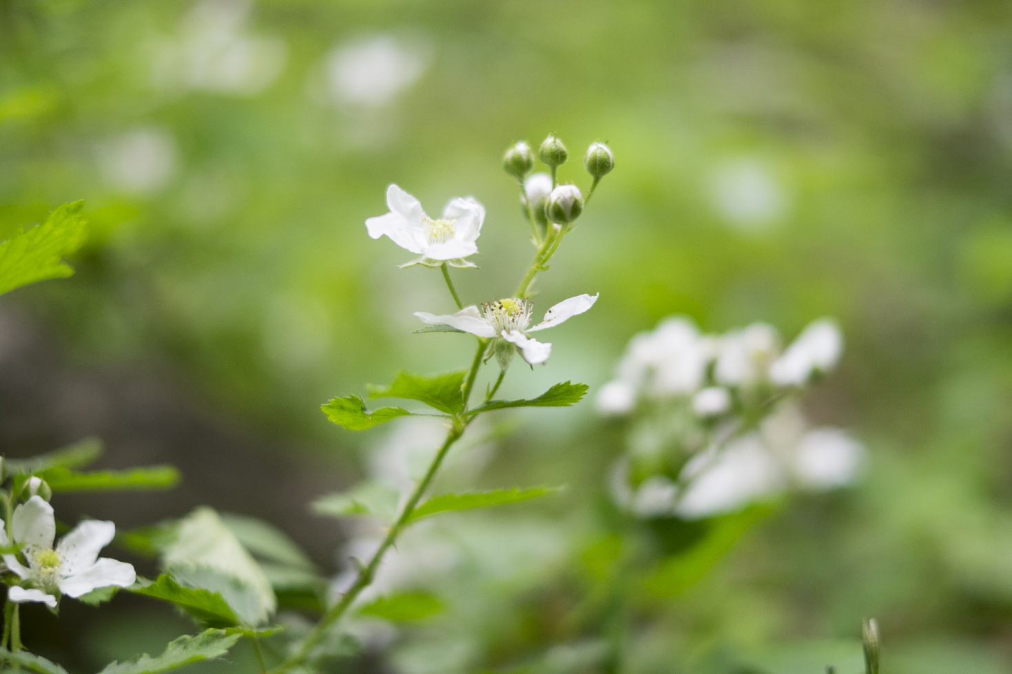 Hazy weeds.