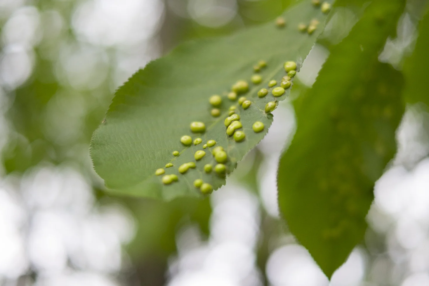Spots & Bokeh