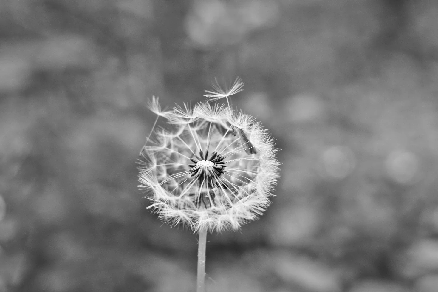 Dandy