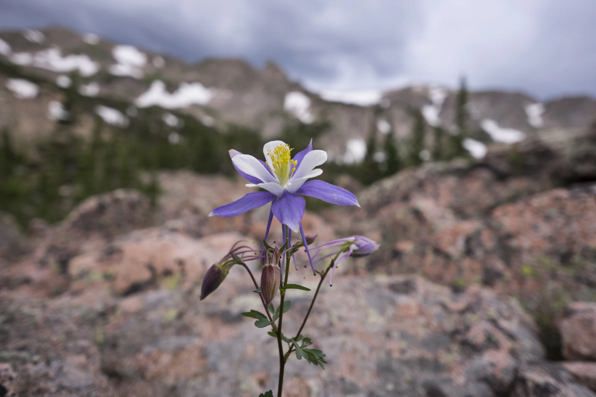 Columbine in the talus