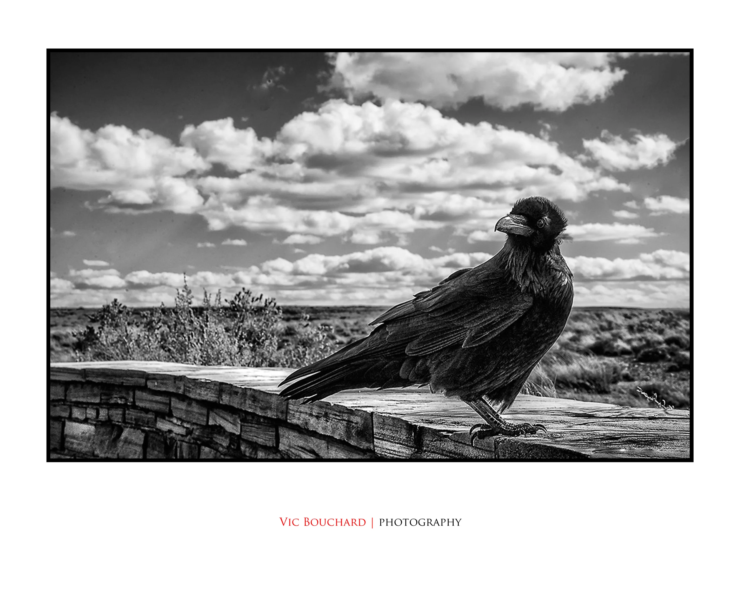Crow.jpg