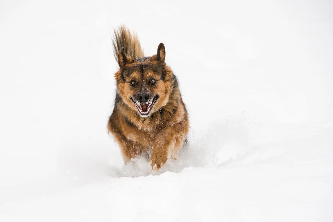 Jake-Snow.jpg