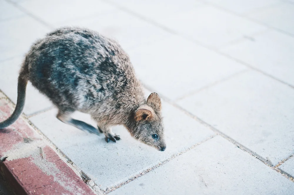 quokka.jpg